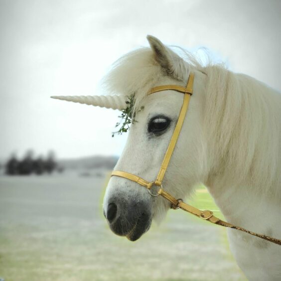 A photo of Princess, Shetland pony, dressed as a unicorn.