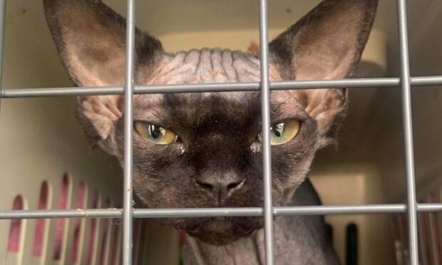 Sphynx cat found in Fife