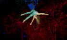 An aerial dancer in the trees