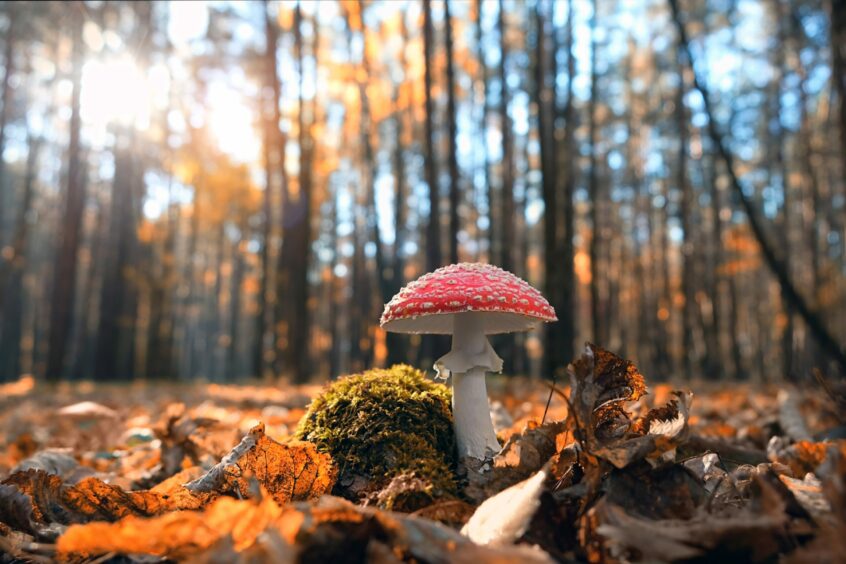  The fly agaric - a distinctive looking, and poisonous, mushroom.