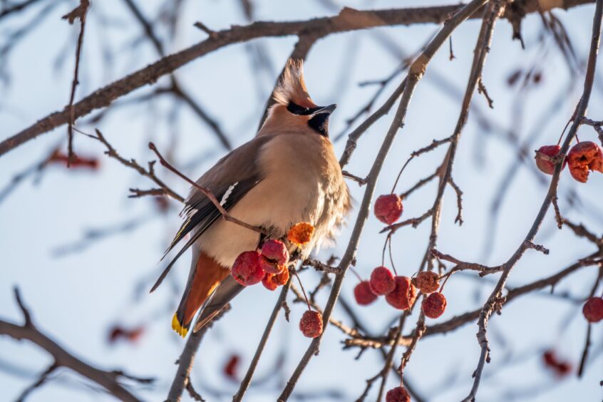 Waxwings are plump birds with a prominent crest and distinctive plumage.