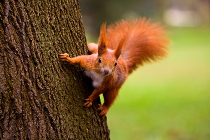 red squirrel on tree trunk