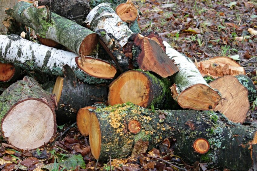 Wet wood foraged from forests creates more emissions than kiln-dried logs.