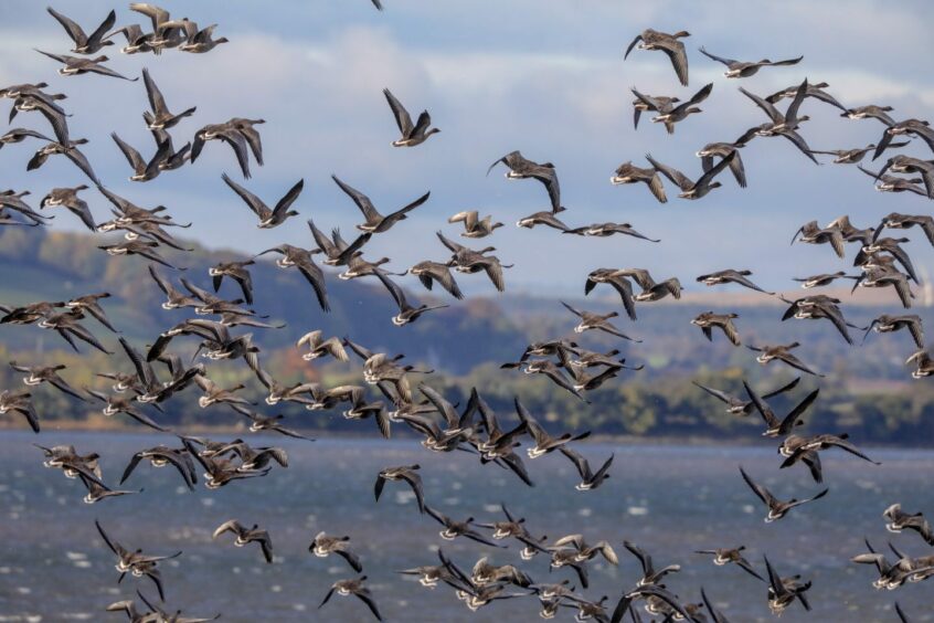 Montrose Basin pink-footed geese