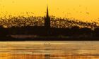 The migrating autumn visitors fill the skyline over Montrose. Image: Paul Reid