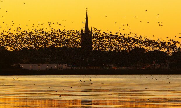 The migrating autumn visitors fill the skyline over Montrose. Image: Paul Reid