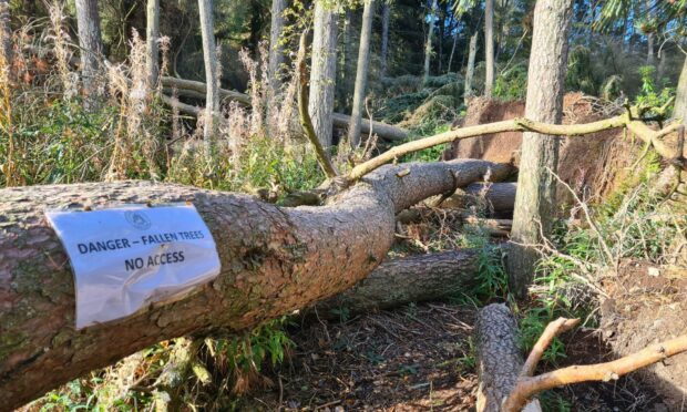 Storm Arwen uprooted dozens of trees at Crombie Country Park last November. Image: James Lamont.