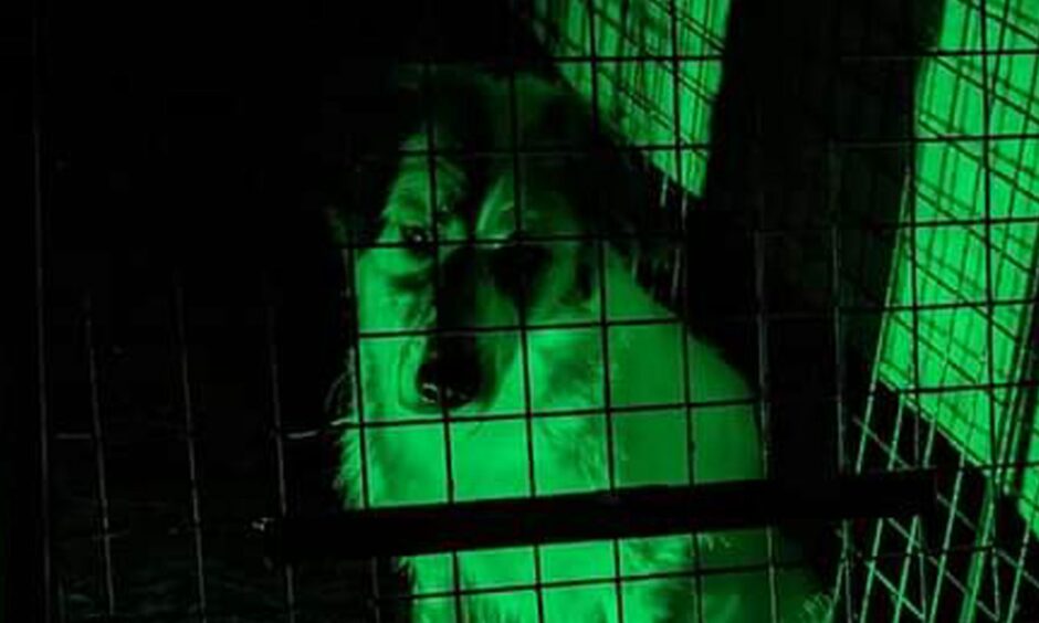 Bulgarian rescue dog Marcusa in the trap.