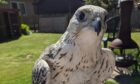 The falcon escaped from its aviary in Montrose on Tuesday afternoon. Image: Darren Pennie