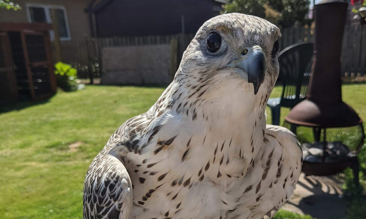 Angus falconer's desperate search for missing bird