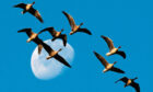 A flock of pink-footed geese fly past the moon as they arrive at Loch Leven.