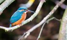 A female kingfisher. Image: Jane Barlow/PA Wire