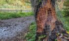 Wire mesh has been installed around the tree near Dunkeld to deter beavers