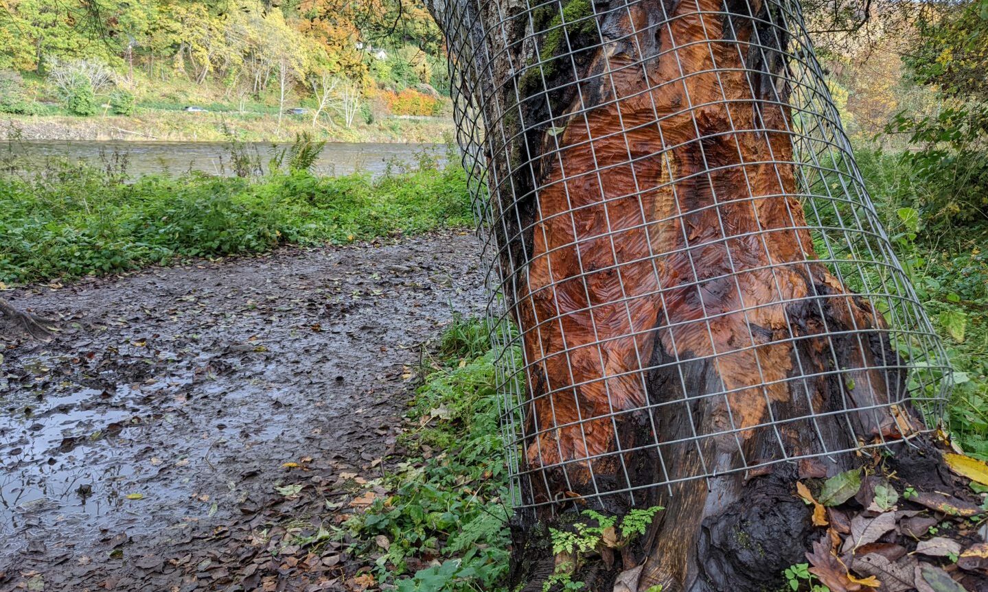 Beaver deterrent installed at Dunkeld beauty spot