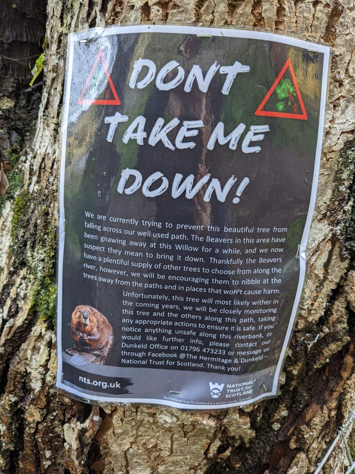 Beaver deterrent installed at Dunkeld beauty spot