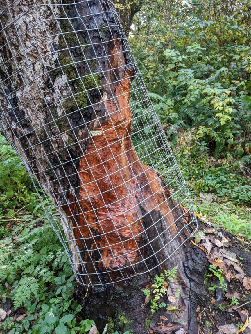 Beaver deterrent installed at Dunkeld beauty spot