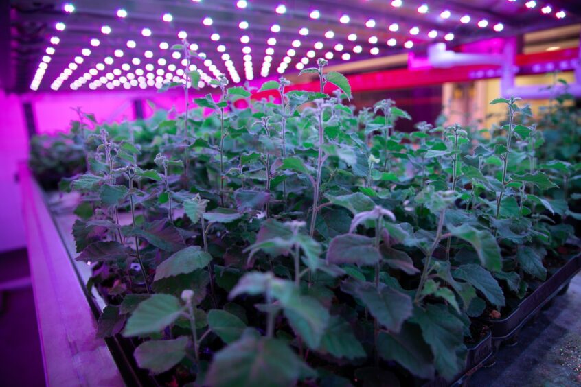 Plants growth is controlled in the vertical farming tower.