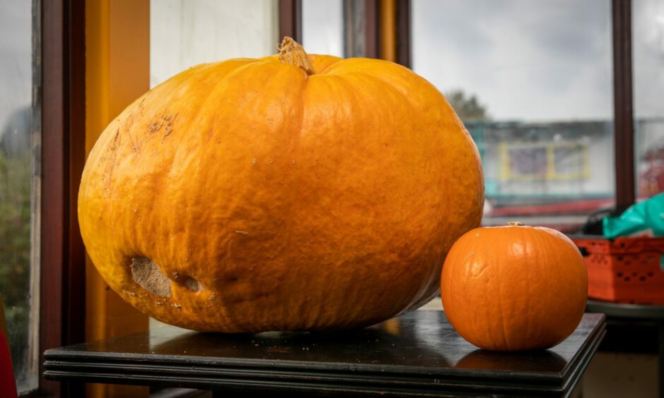 The giant pumpkin compared to a normal-sized specimen