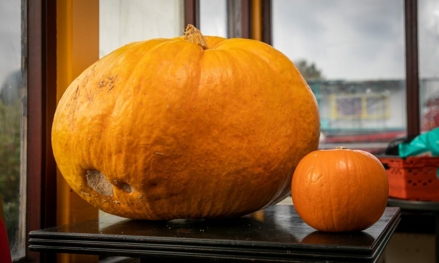 Giant pumpkin grown from Lidl's seed will help feed hungry Fifers