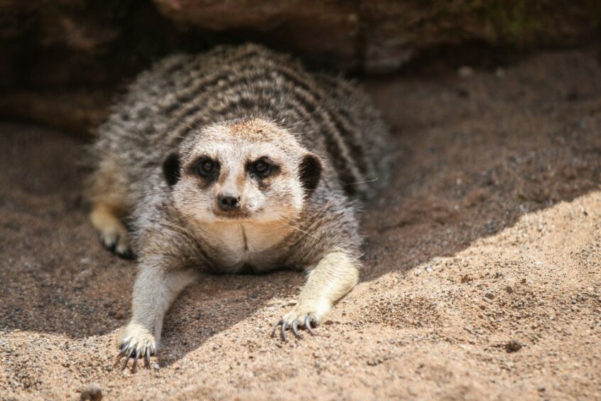 Image of a Meerkat at Fife Zoo