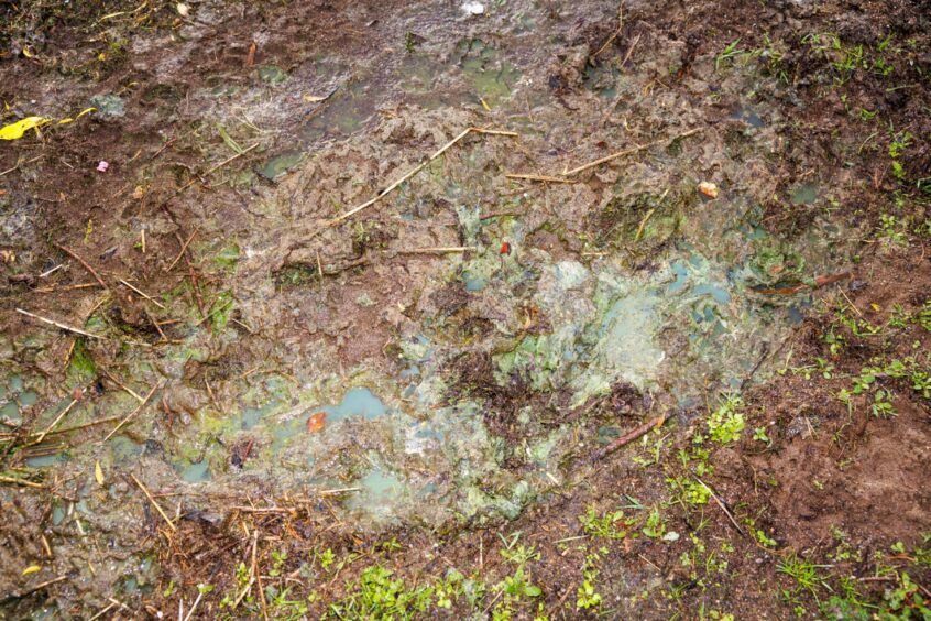 This image shows suspected blue-green algae at Loch Leven which may have been caused by sewage. 