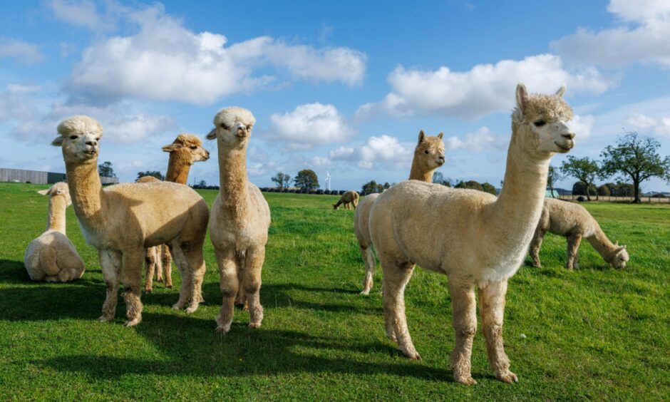 A group of alpacas, with three light brown ones in front, standing in a field