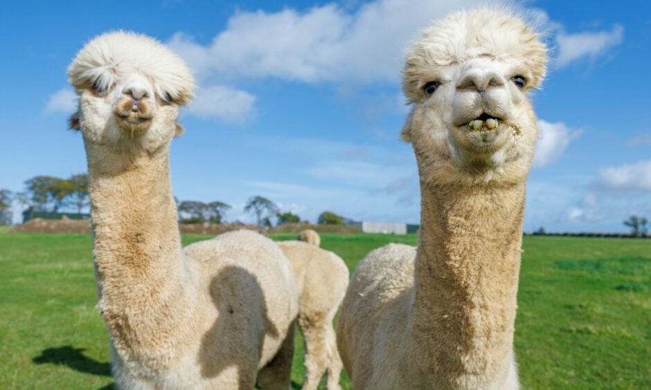 Two white alpacas at Bowbridge farm with curly fleece on top of their heads