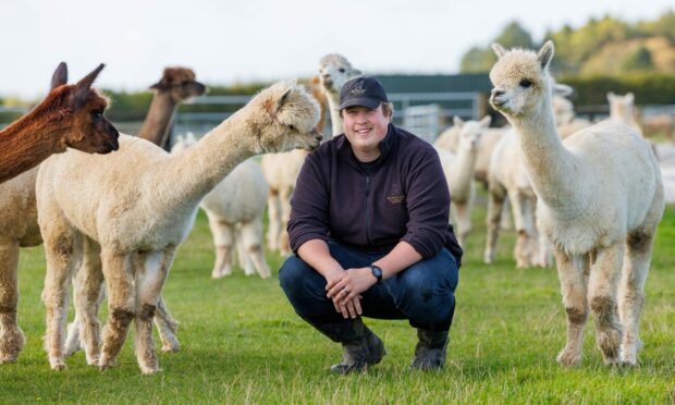 A man squatting down in a field surrounded by three alpacas