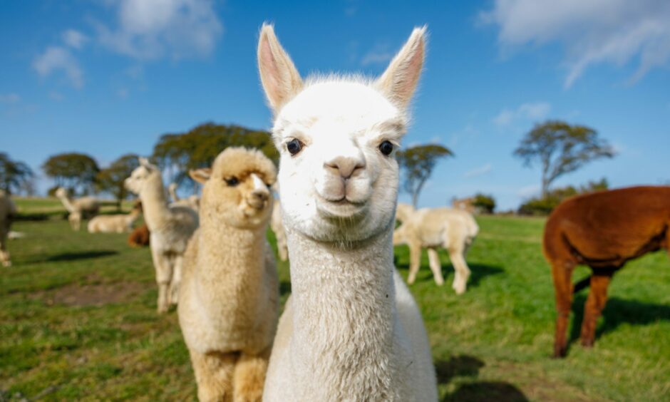 A white baby alpaca - called cria - looking into the camera 