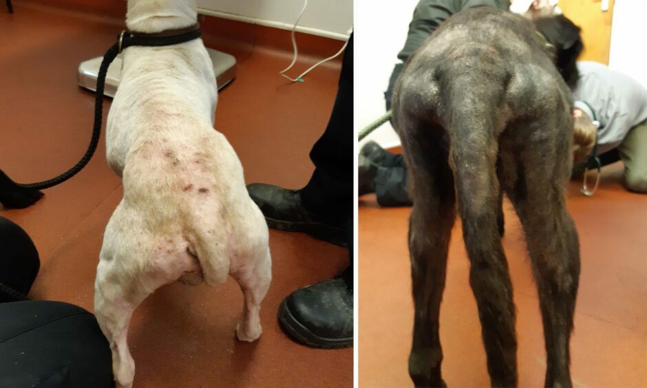 Cordy and Shadow were found in an emaciated state. 