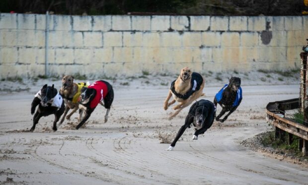 A dog race at Thornton Stadium in Fife