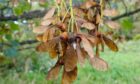 Sycamore getting ready so spread its seeds in autumn.