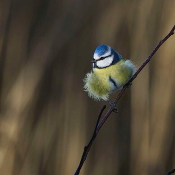 Blue tit