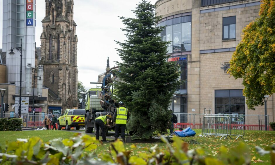 photo shows workmen planting a large Christmas tree in the centre of Dundee.