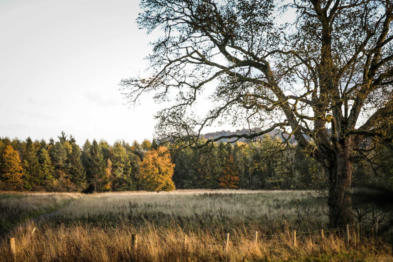 Dundee stadium plan will 'disturb green spaces' at Camperdown