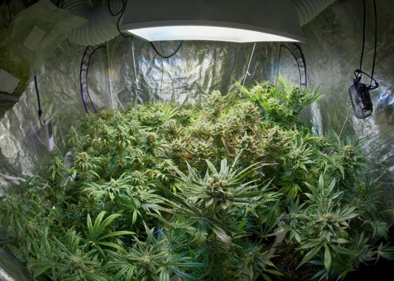 Photo shows a large-scale indoor cannabis farm. 