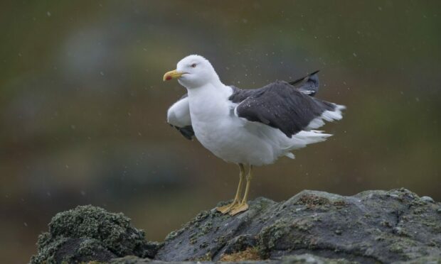 Rab reckons he wants to be reincarnated as a seagull on a rock.