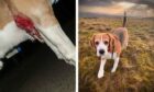 Forrest the beagle needed surgery after the attack.