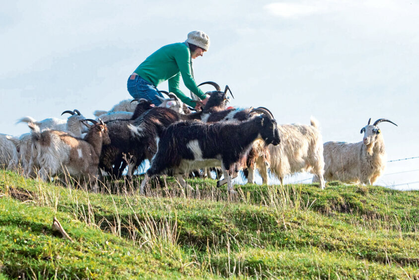 Jillian loves wearing her prototype cashmere hat while tending to the goats. Image: Paul Reid