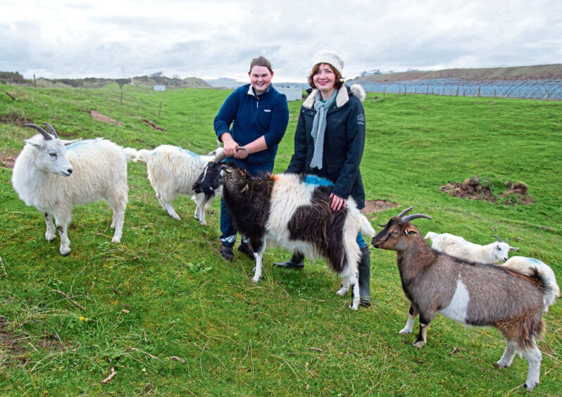 Stockperson Maddy Cairnie with Jillian and a group of goats. Image: Paul Reid
