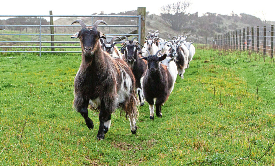 Happy cashmere goats! Image: Paul Reid