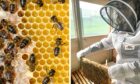 Baldragon beekeeper Amelia Piorkowska inspects a brood frame. Image: supplied/DC Thomson.