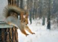 Red squirrels at Forfar Loch Country Park will benefit from a £250 funding grant. Image: Shutterstock.