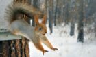 Red squirrels at Forfar Loch Country Park will benefit from a £250 funding grant. Image: Shutterstock.