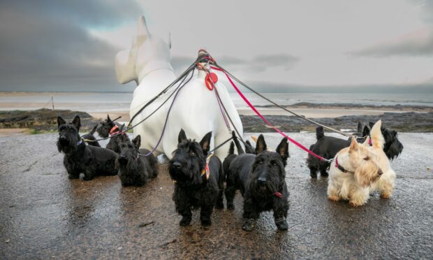 Scotties By The Sea is launched with the help of Scottie dogs.