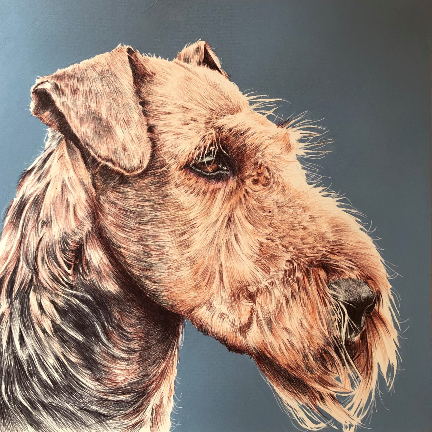 'Alfie': Image: Nicola McBride.