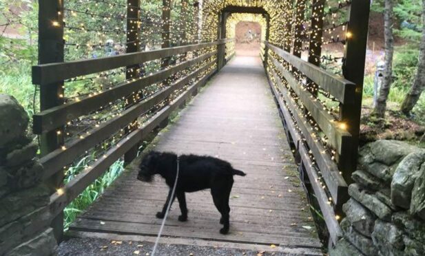 The Enchanted Forest is held in Faskally Woods, which is popular with dog walkers. Image: Carol Robertson.