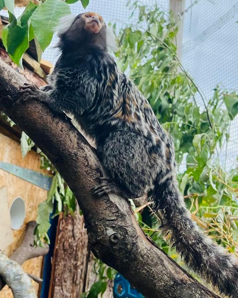Pet monkeys rescued from parrot cage adopted by Fife Zoo