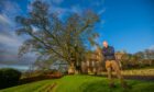 Scone Palace's head gardener Brian Cunningham beside the King James VI sycamore. Image: Steve MacDougall/DC Thomson.