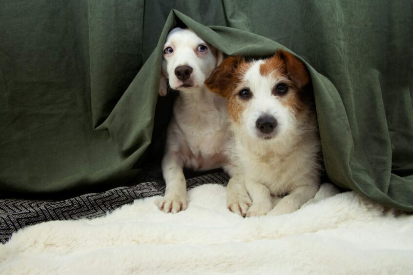 Photo shows two small dogs looking out nervously from behind a curtain.